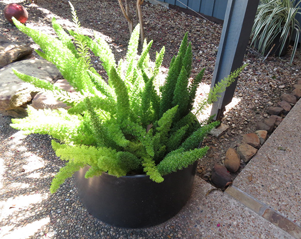 Architectural Pottery Planter