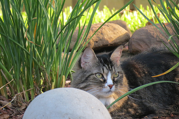 Kitty in the yard