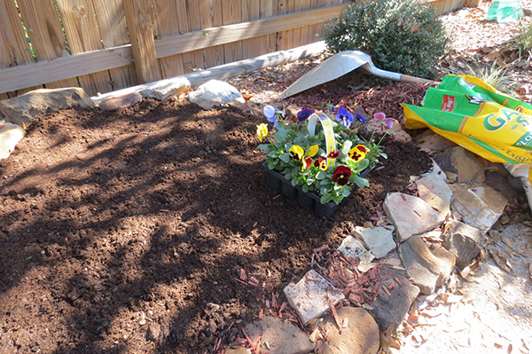 Pansy Flower Bed