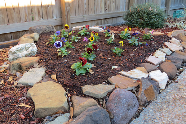 Pansy Flower Bed