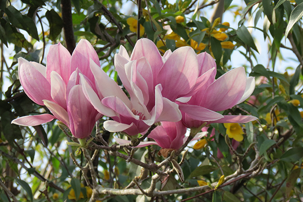 pinkmagnolias