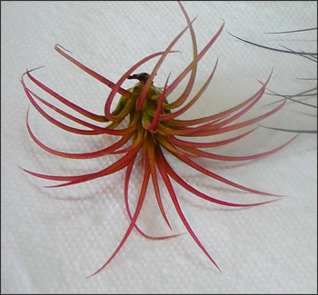 airplant1