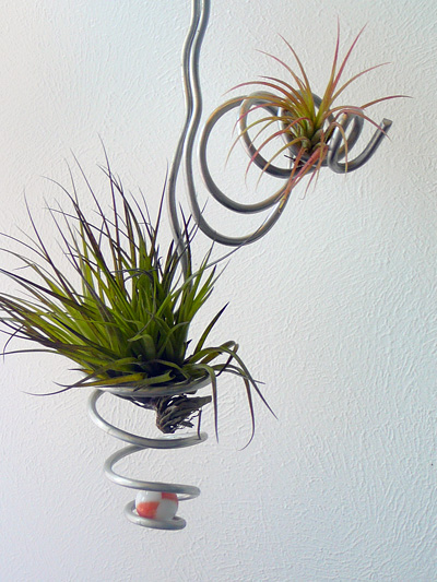 airplant5
