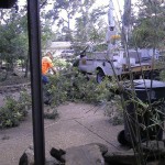 Tree Removal