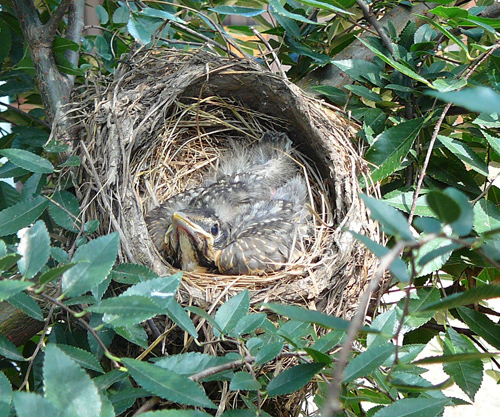 Back in Nest