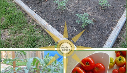 Tomato Garden 2012