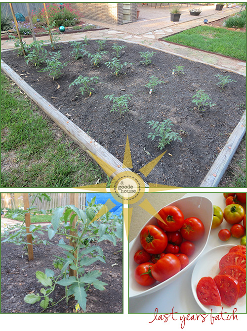Tomato Garden 2012