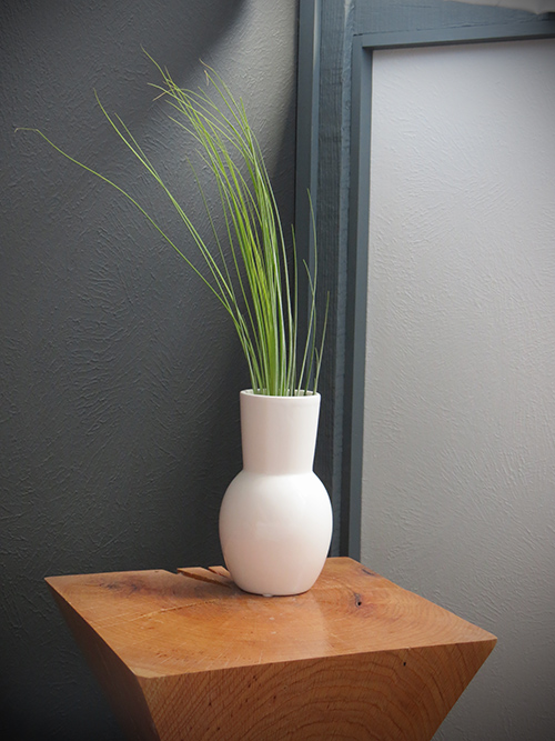 airplant - Juncea