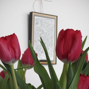 tulips-redtip